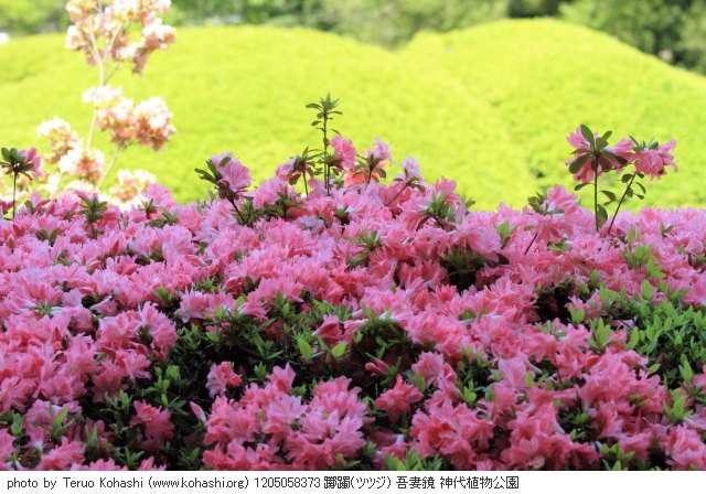 5月の見頃見所 2012 1205058373 躑躅(ツツジ) 吾妻鏡 神代植物公園 thumbnail