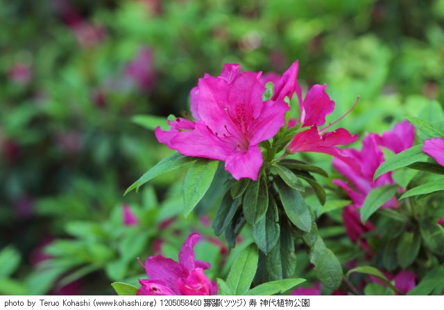 神代植物公園 2012 1205058460 躑躅(ツツジ) 寿 神代植物公園 photo