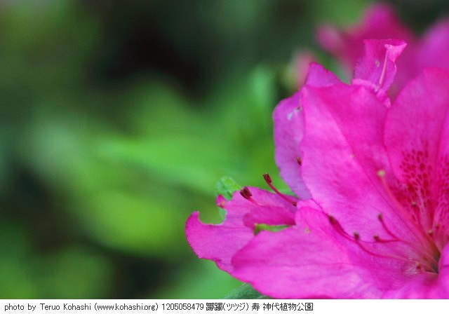 躑躅・ツツジ 1205058479 躑躅(ツツジ) 寿 神代植物公園 thumbnail