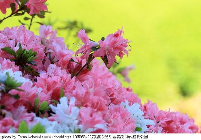 ツツジ 1205058492 躑躅(ツツジ) 吾妻鏡 神代植物公園 thumbnail