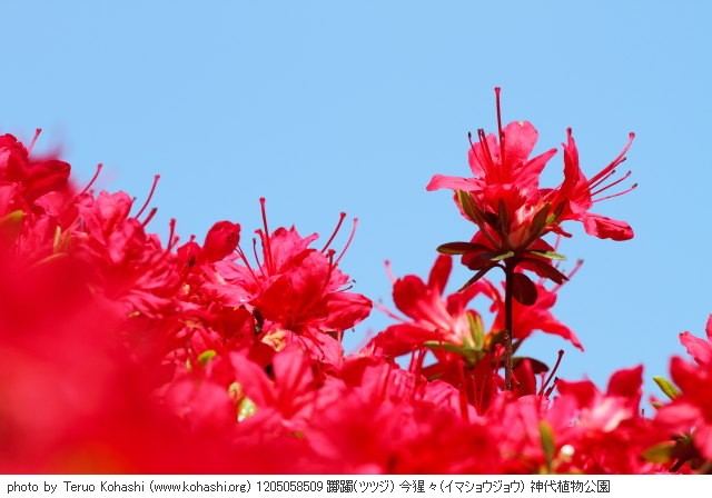 ツツジ 1205058509 躑躅(ツツジ) 今猩々(イマショウジョウ) 神代植物公園 thumbnail