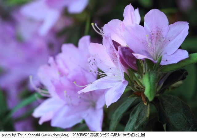 ツツジ 1205058529 躑躅(ツツジ) 紫琉球 神代植物公園 thumbnail