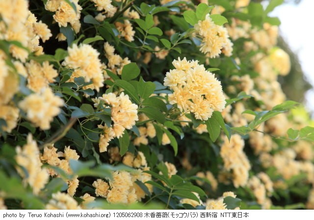 薔薇・バラ 1205062908 木香薔薇(モッコウバラ) 西新宿 NTT東日本 thumbnail