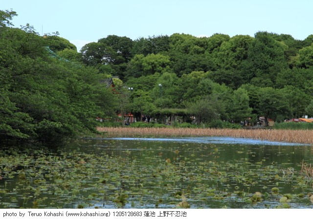 上野公園 2012 1205128683 蓮池 上野不忍池 photo