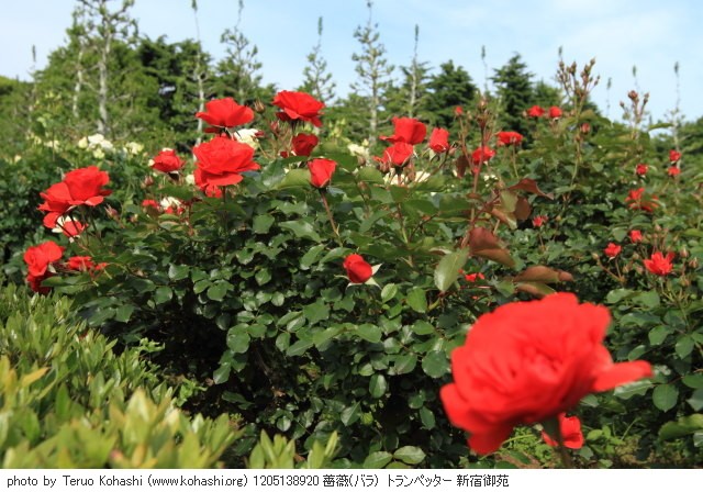 薔薇 1205138920 薔薇(バラ) トランペッター 新宿御苑 thumbnail