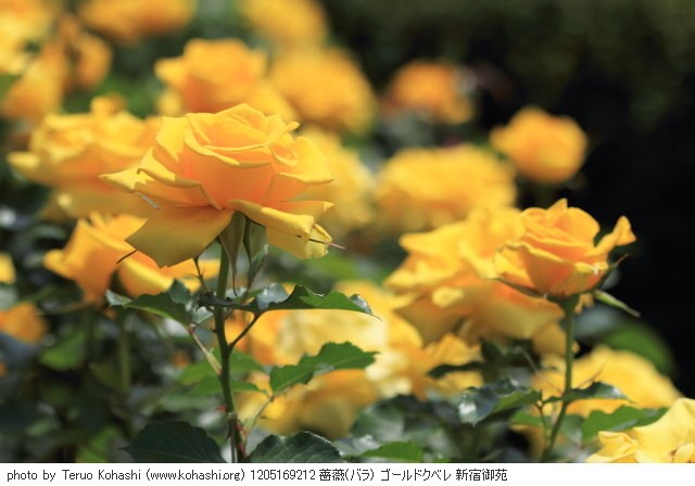 薔薇・バラ 1205169212 薔薇(バラ) ゴールドクベレ 新宿御苑 thumbnail