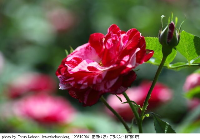 薔薇・バラ 1205192941 薔薇(バラ) アラベスク 新宿御苑 thumbnail