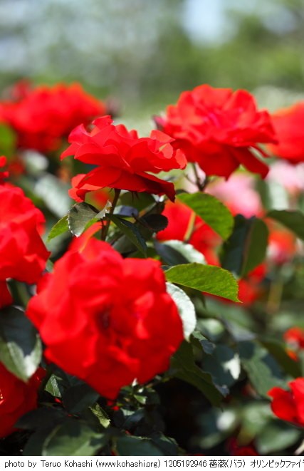 新宿中央公園、新宿御苑、その界隈 2012 1205192946 薔薇(バラ) オリンピックファイヤー 新宿御苑 thumbnail
