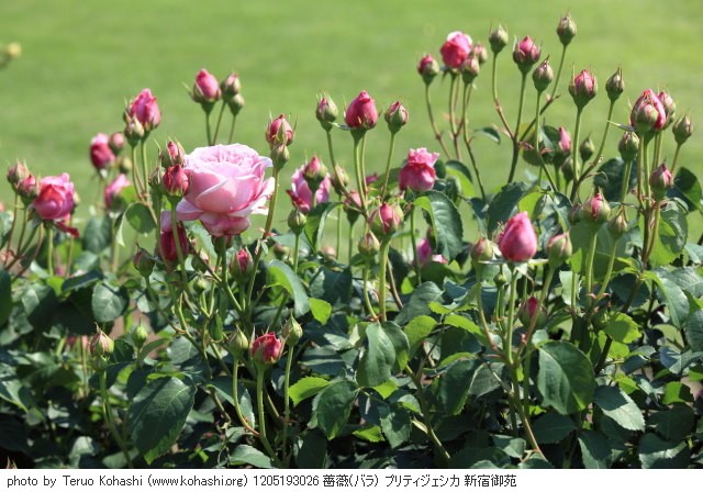 これまでの5月の見頃見所 1205193026 薔薇(バラ) プリティジェシカ 新宿御苑 thumbnail