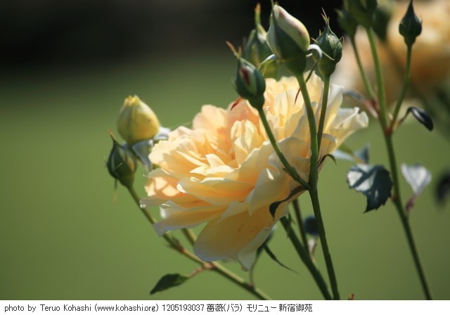薔薇 1205193037 薔薇(バラ) モリニュー 新宿御苑 thumbnail