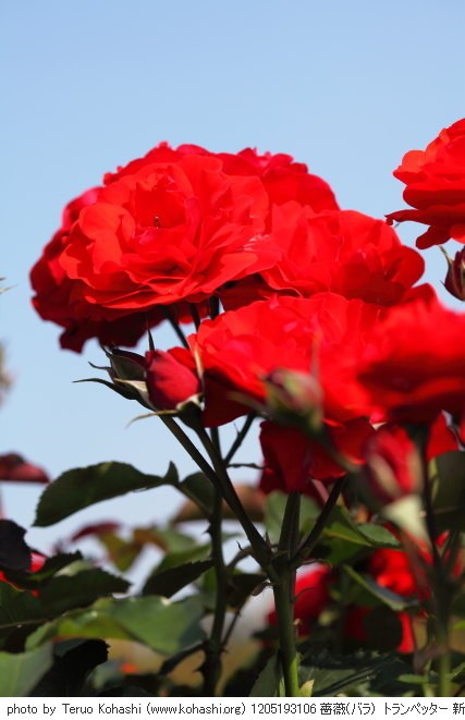 薔薇・バラ 1205193106 薔薇(バラ) トランペッター 新宿御苑 thumbnail