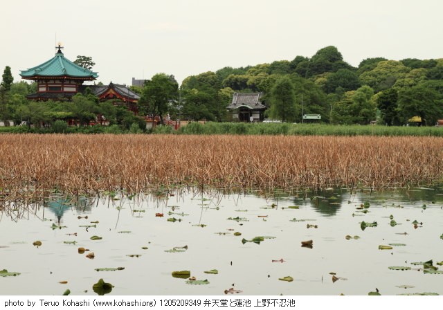 上野公園 2012 1205209349 弁天堂と蓮池 上野不忍池 photo
