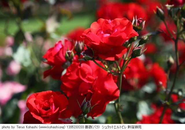 薔薇(バラ) 1205233233 薔薇(バラ) シュタットエルトビレ 新宿御苑 thumbnail