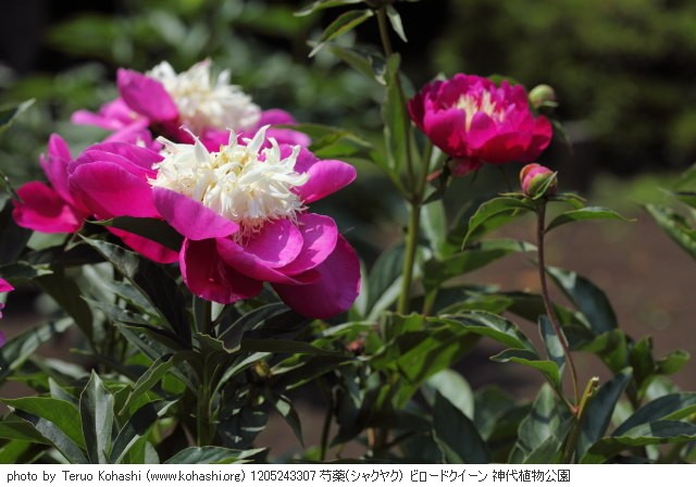 芍薬・シャクヤク 1205243307 芍薬(シャクヤク) ビロードクイーン 神代植物公園 thumbnail