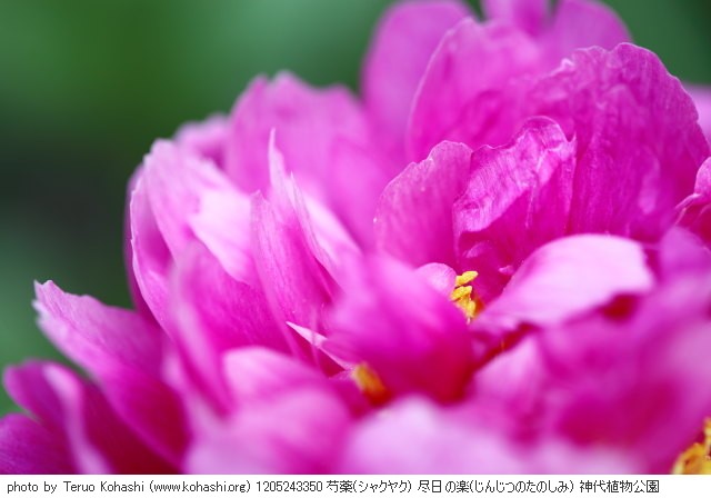 芍薬・シャクヤク 1205243350 芍薬(シャクヤク) 尽日の楽(じんじつのたのしみ) 神代植物公園 thumbnail
