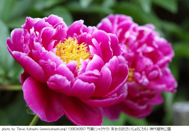 芍薬・シャクヤク 1205243507 芍薬(シャクヤク) 采女の衣(さいじょのころも) 神代植物公園 thumbnail