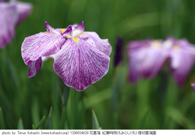 堀切菖蒲園 2012 1206024629 花菖蒲 紅葉時雨(もみじしぐれ) 堀切菖蒲園 thumbnail