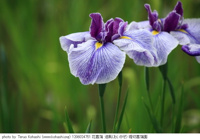 花菖蒲・ハナショウブ 1206024751 花菖蒲 追風(おいかぜ) 堀切菖蒲園 thumbnail