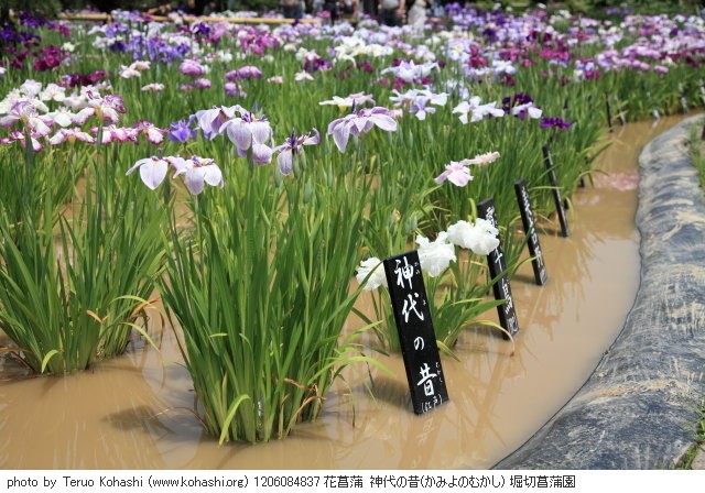 これまでの6月の見頃見所 1206084837 花菖蒲 神代の昔(かみよのむかし) 堀切菖蒲園 thumbnail