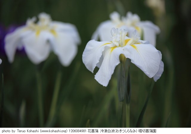 堀切菖蒲園 2012 1206084981 花菖蒲 沖津白波(おきつしらなみ) 堀切菖蒲園 thumbnail