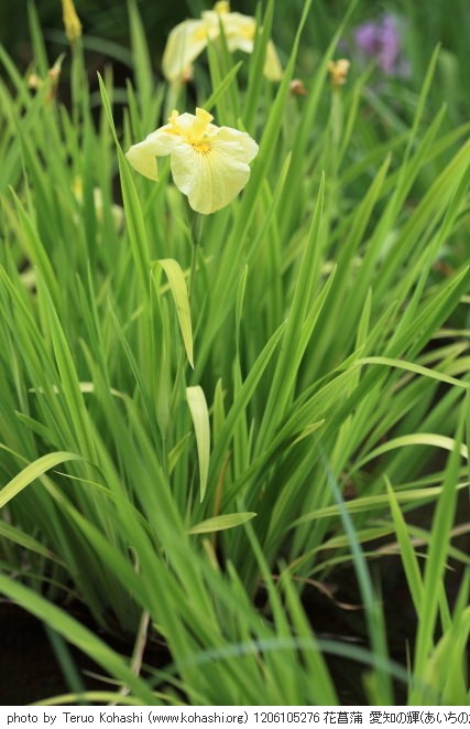 しょうぶ沼公園 2012 1206105276 花菖蒲 愛知の輝(あいちのかがやき) 北綾瀬 しょうぶ沼公園 photo