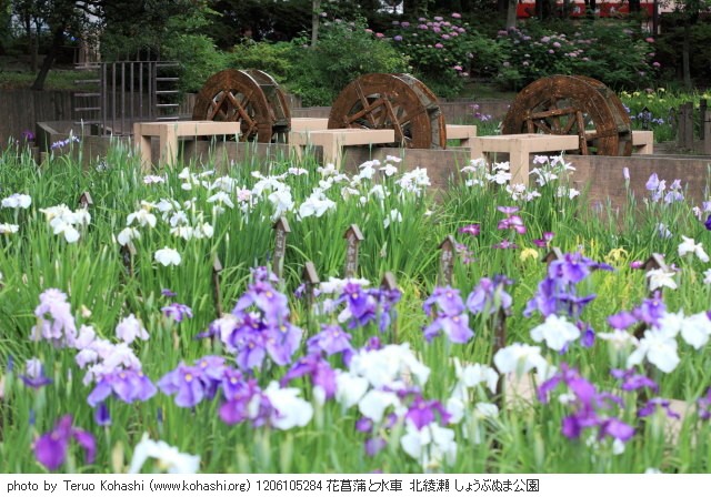 花菖蒲・ハナショウブ 1206105284 花菖蒲と水車 北綾瀬 しょうぶ沼公園 thumbnail