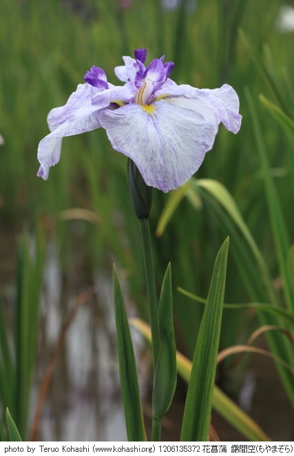 これまでの6月の見頃見所 1206135372 花菖蒲 靄間空(もやまぞら) 堀切菖蒲園 thumbnail