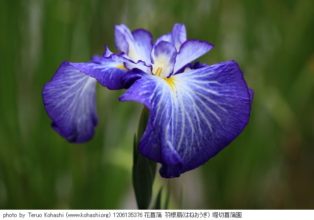 花菖蒲・ハナショウブ 1206135376 花菖蒲 羽根扇(はねおうぎ) 堀切菖蒲園 thumbnail