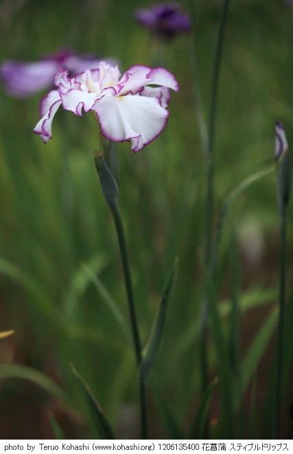 花菖蒲・ハナショウブ 1206135400 花菖蒲 スティプルドリップス 堀切菖蒲園 thumbnail