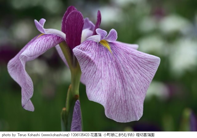 これまでの6月の見頃見所 1206135423 花菖蒲 小町娘(こまちむすめ) 堀切菖蒲園 thumbnail