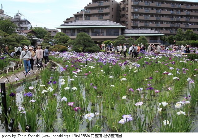 これまでの6月の見頃見所 1206135536 花菖蒲 堀切菖蒲園 thumbnail
