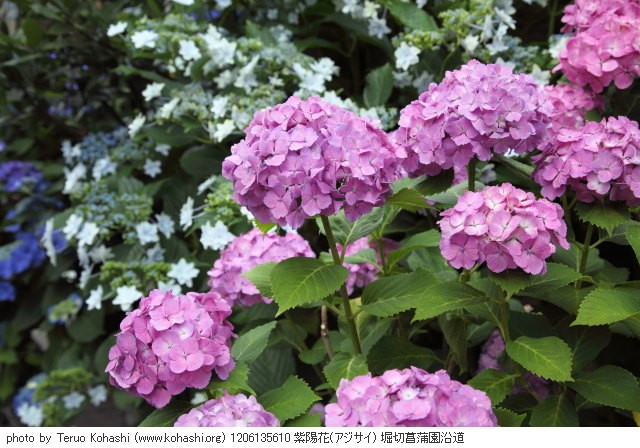 紫陽花・アジサイ 1206135610 紫陽花(アジサイ) 堀切菖蒲園沿道 thumbnail