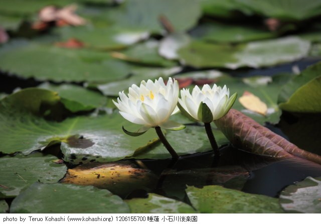 睡蓮・スイレン 1206155700 睡蓮 小石川後楽園 thumbnail