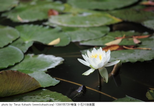 睡蓮・スイレン 1206155729 睡蓮 小石川後楽園 thumbnail