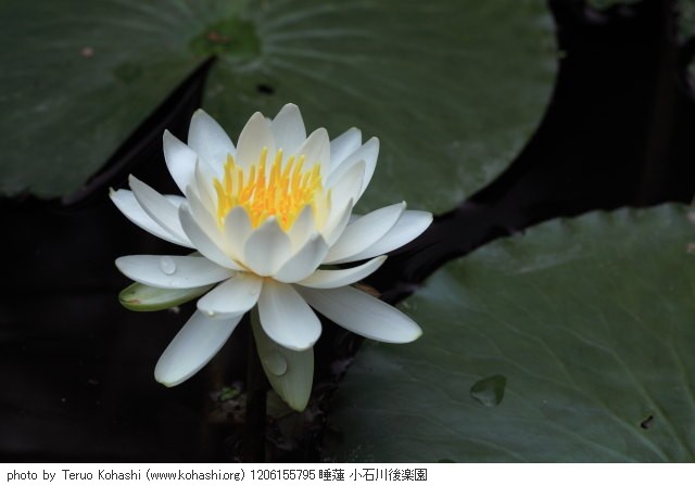 睡蓮・スイレン 1206155795 睡蓮 小石川後楽園 thumbnail