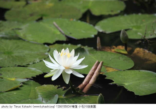 睡蓮・スイレン 1206155824 睡蓮 小石川後楽園 thumbnail