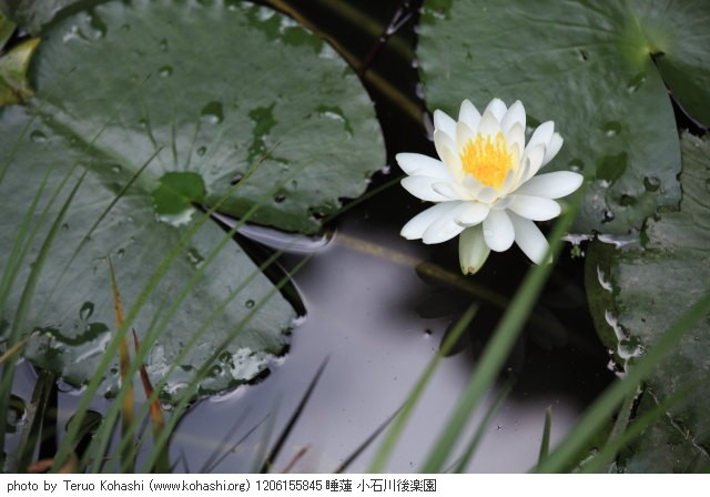 睡蓮・スイレン 1206155845 睡蓮 小石川後楽園 thumbnail