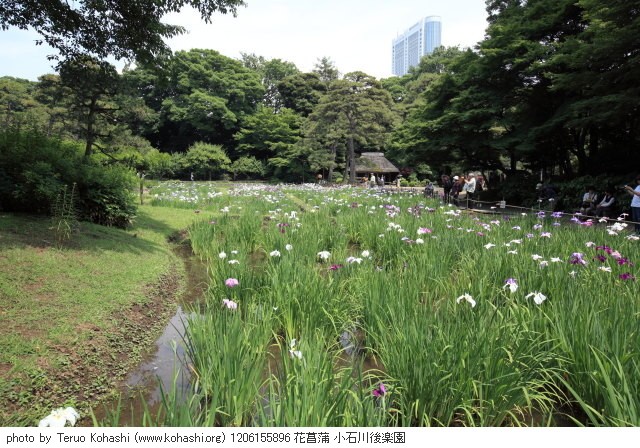 花菖蒲・ハナショウブ 1206155896 花菖蒲 小石川後楽園 thumbnail