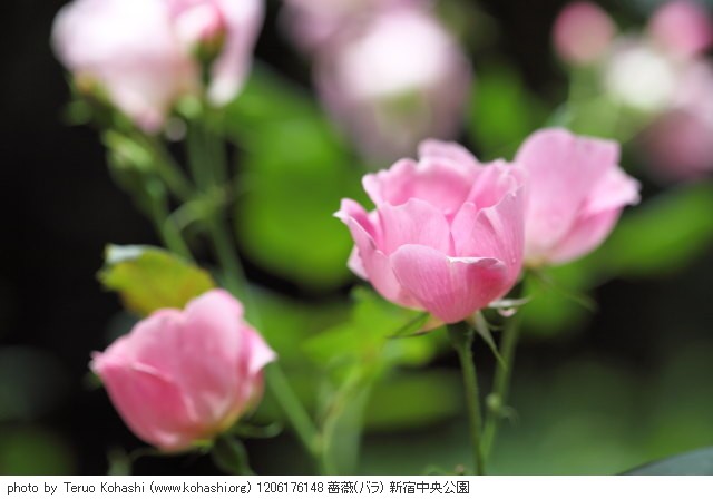薔薇・バラ 1206176148 薔薇(バラ) 新宿中央公園 thumbnail