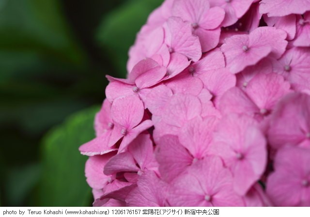 紫陽花・アジサイ 1206176157 紫陽花(アジサイ) 新宿中央公園 thumbnail