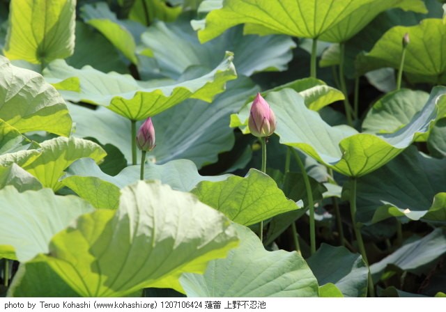 上野公園 2012 1207106424 蓮蕾 上野不忍池 photo