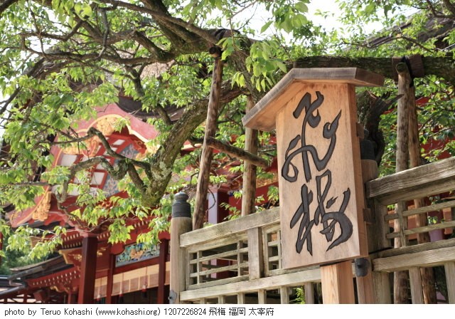 梅・白梅・紅梅 1207226824 飛梅 福岡 太宰府 thumbnail