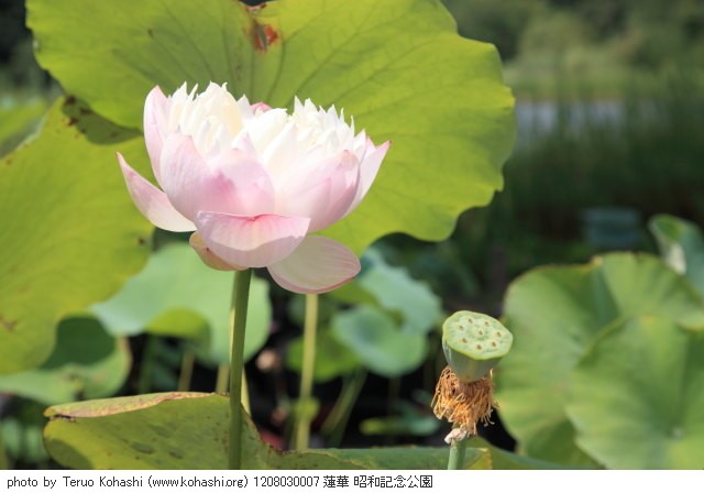 8月3日の昭和記念公園 1208030007 蓮華 昭和記念公園 photo