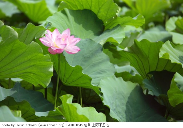 上野公園 2012 1208108519 蓮華 上野不忍池 photo