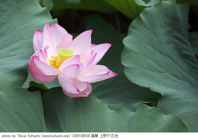 上野公園 2012 1208108528 蓮華 上野不忍池 thumbnail