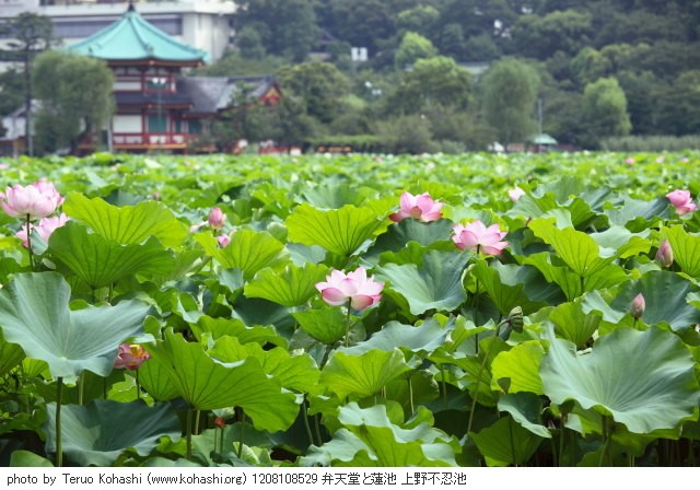 上野公園 2012 1208108529 弁天堂と蓮池 上野不忍池 photo