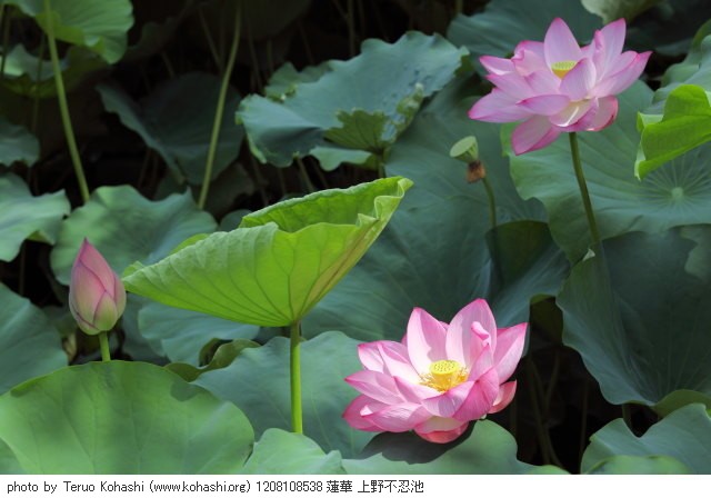 上野公園 2012 1208108538 蓮華 上野不忍池 photo