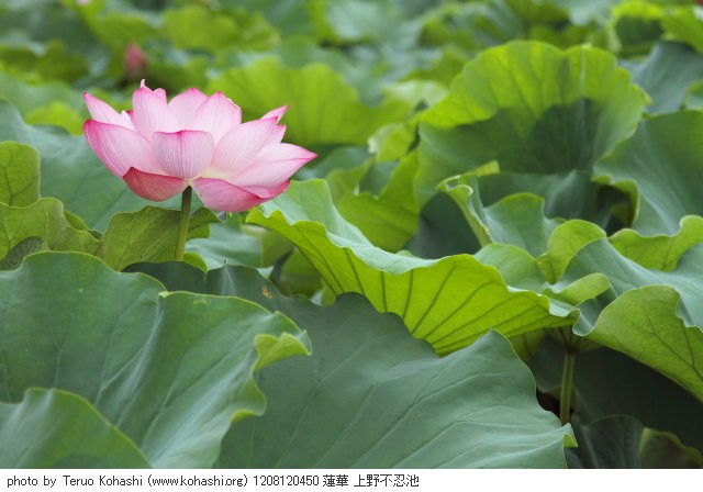 上野公園 2012 1208120450 蓮華 上野不忍池 thumbnail