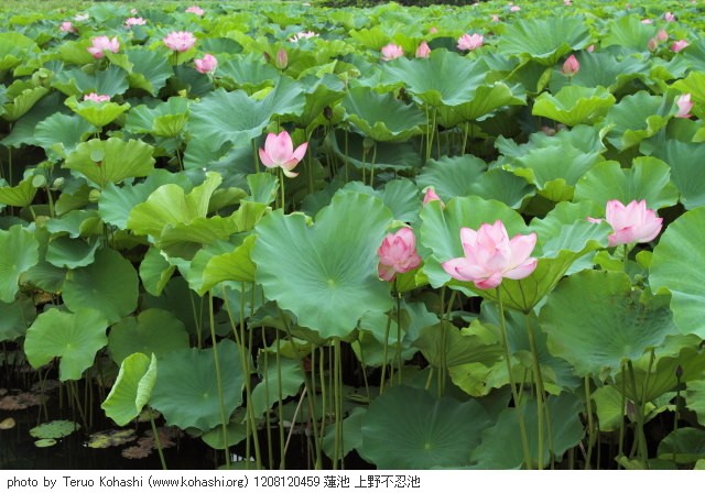 上野公園 2012 1208120459 蓮池 上野不忍池 thumbnail