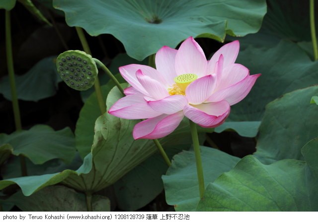 上野公園 2012 1208128739 蓮華 上野不忍池 photo